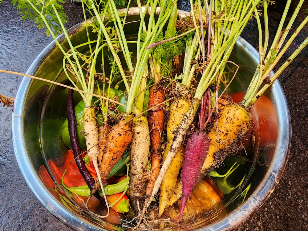 Freshly harvested colorful carrots in a metal bucket—orange, yellow, white, and purple