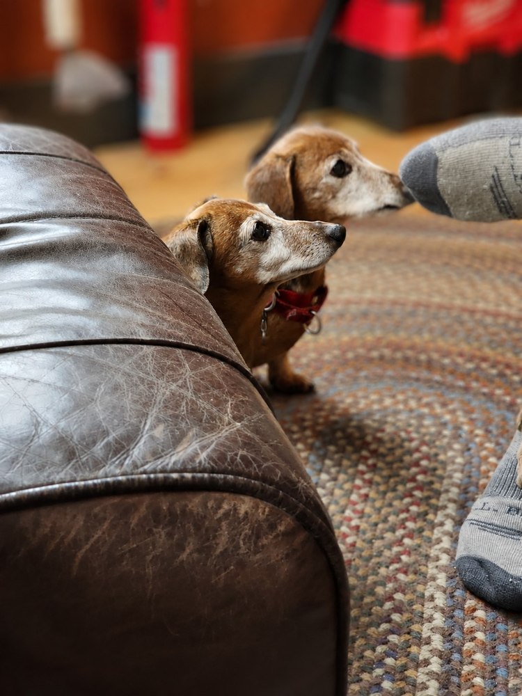 Two older dachshunds sitting on a person's lap, viewed from above