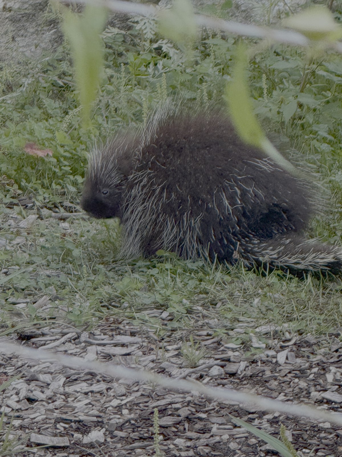 A porcupine in the garden, quills raised, nibbling on a plant among the greenery