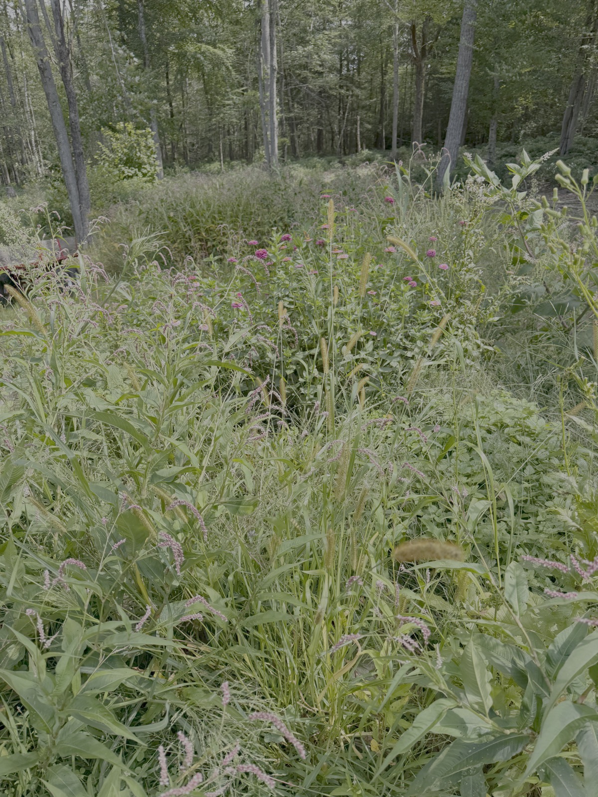 A dense, overgrown patch of wildflowers, grasses, and weeds at the edge of the woods, with pink flowering spikes and purple blooms