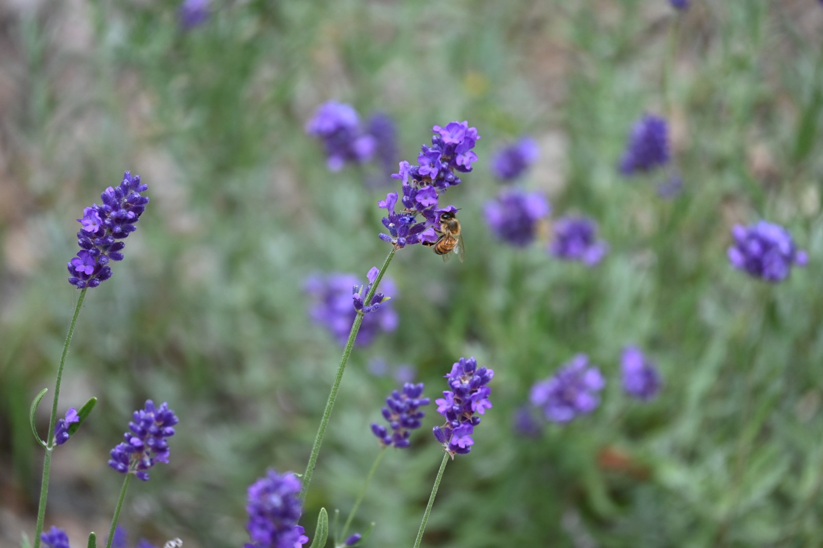 A honeybee on lavender